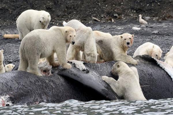 جزیره wrangel: جزیره خرس های قطبی و ماموت های پشمی